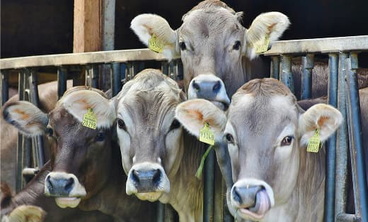 Farm Veterinary Care