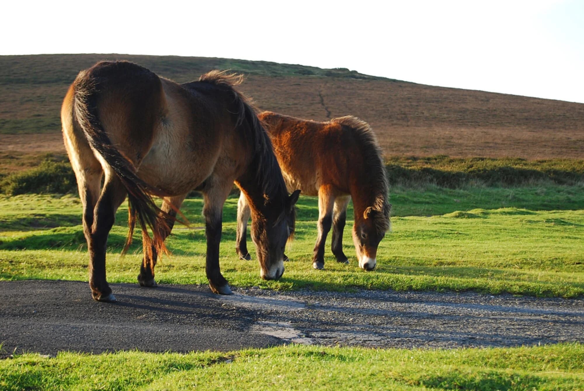 Vets in Devon