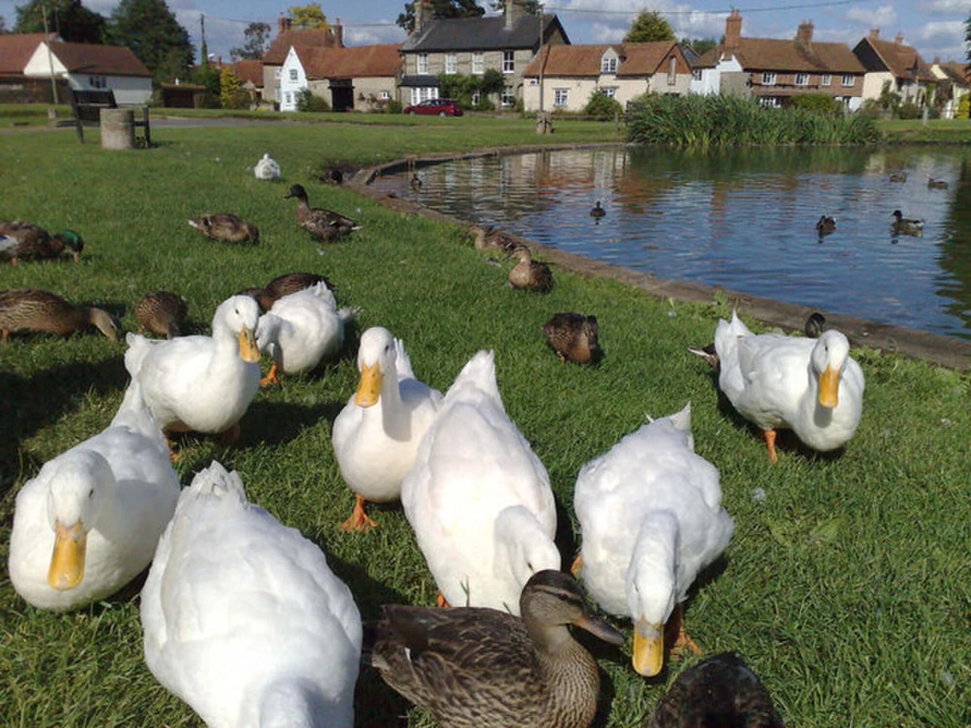 Vets in Haddenham