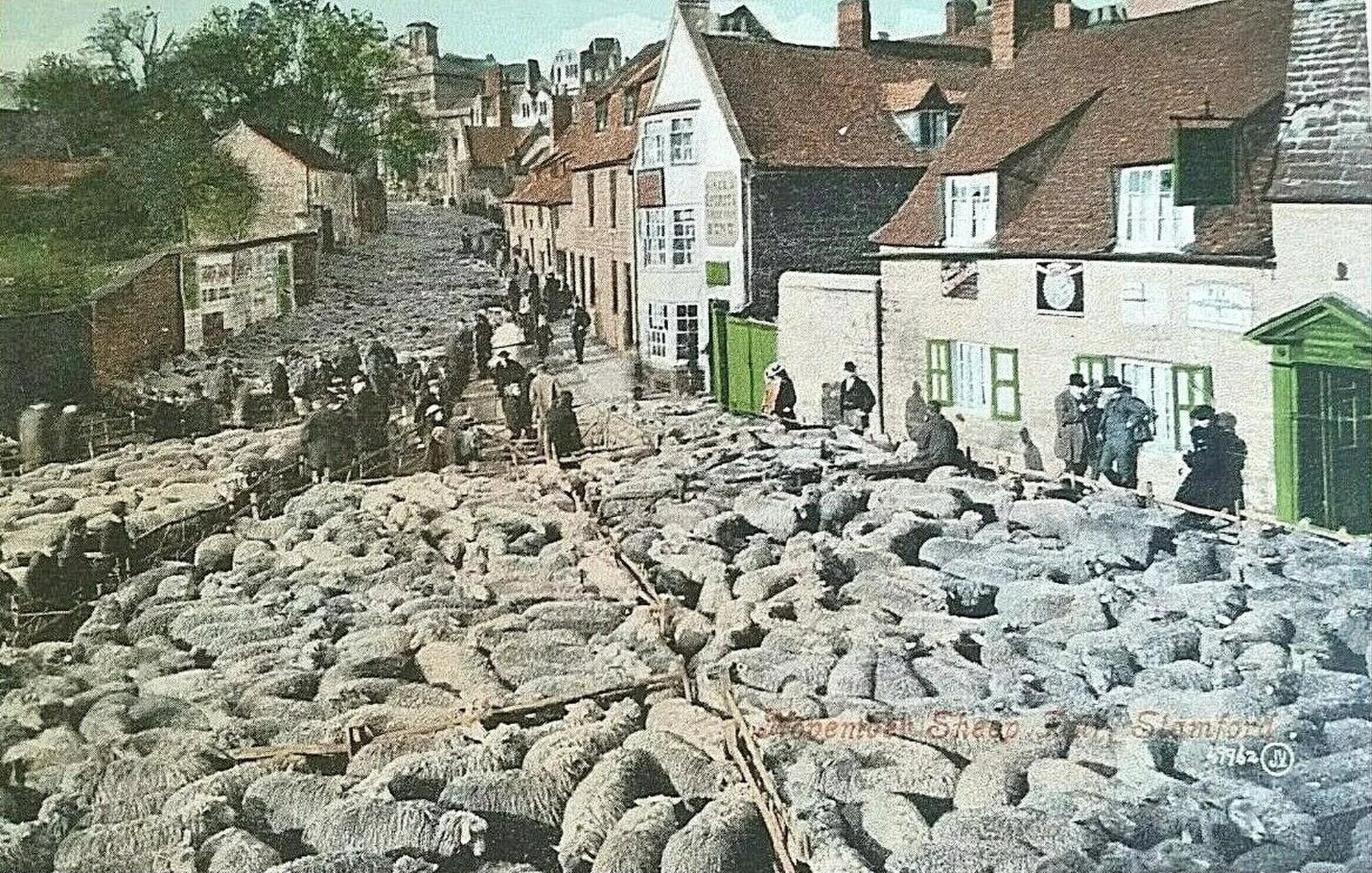 Vets in Stamford